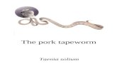 The pork tapeworm Taenia solium. This boy has a tapeworm growing inside him.