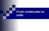 From molecules to cells © 2007 Paul Billiet ODWSODWS.