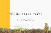 How do soils form? Soil Profiles. How do you start describing the soil? What do you see? What is different from top to bottom? How deep do roots go?