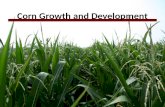 Corn Growth and Development. Outline Stress and yield loss Growth staging Vegetative stages Reproductive stages Conclusions.