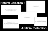 Natural Selection I: Artificial Selection. Darwin and fancy pigeons Secord 1981 Analogy between artificial and natural selection central to the Origin.