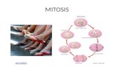 MITOSIS animation. Mitosis Vocabulary Gene – a segment of DNA that codes for a protein or RNA molecule. Chromosome – structure made of DNA and proteins.