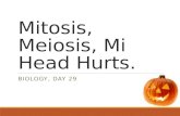 Mitosis, Meiosis, Mi Head Hurts. BIOLOGY, DAY 29.