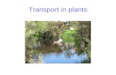 Transport in plants. Plant transport systems Forces acting on transport