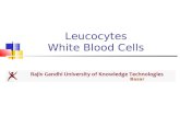 Leucocytes White Blood Cells Basar. White Blood cells are also known as Leucocytes as they are colorless due to lack of Haemoglobin. There are about 6000-8000mm.