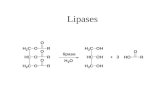 Lipases. R 1 -OH R 3 -OH native enzyme Bi-bi ping-pong mechanism !