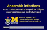 Anaerobic infections PART 2: Infection with Gram-positive obligate anaerobes (toxigenic Clostridium spp.) Prof. Cary Engleberg, M.D. Division of Infectious.