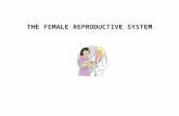THE FEMALE REPRODUCTIVE SYSTEM. The female reproductive system is designed to; 1. Produce female gametes (ova) 2. To provide a safe place for fertilization.