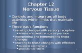 1 Chapter 12 Nervous Tissue Controls and integrates all body activities within limits that maintain life Controls and integrates all body activities within.
