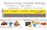 Harvesting stored energy Glucose is the model –catabolism of glucose to produce ATP C 6 H 12 O 6 6O 2 ATP6H 2 O6CO 2  + ++ CO 2 + H 2 O + heat fuel (carbohydrates)