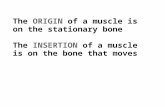 The ORIGIN of a muscle is on the stationary bone The INSERTION of a muscle is on the bone that moves.