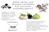 Who stole our Brinjal varieties for Genetic modification? Local Brinjal varieties accessed in Blatant violation of the Biological Diversity Act, 2002,