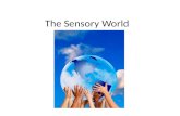 The Sensory World. Sensory Integration Take in information Process the information Respond to the information.