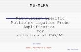 MS-MLPA Methylation Specific Multiplex Ligation Probe Amplification for detection of PWS/AS MRC-Holland Somai Man/Kate Gibson Oxford.