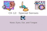 Ch 12: Special Senses Nose, Eyes, Ear, and Tongue.