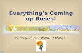Everything’s Coming up Roses! What makes a plant, a plant?