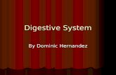 Digestive System By Dominic Hernandez. Mouth The mouth makes you talk and breath The mouth makes you talk and breath.