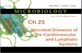Ch 23 Microbial Diseases of the Cardiovascular and Lymphatic Systems.