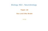 Topic 18 Sex and the Brain Lange Biology 463 - Neurobiology.