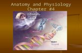 Anatomy and Physiology Chapter #4 23 pairs of chromosomes in the human nucleus Chromosome Genes Bases DNA Strand.