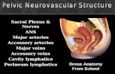 Sacral Plexus & Nerves ANS Major arteries Accessory arteries Major veins Accessory veins Cavity lymphatics Perineum lymphatics Gross Anatomy From School.