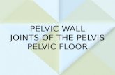 PELVIC WALL JOINTS OF THE PELVIS PELVIC FLOOR. PELVIC WALL.