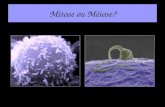 Mitose ou Méiose?. La mitose Définition : Phénomène général de la division cellulaire. Caractéristiques : Division unique, asexuée. Rôle : Renouvellement.