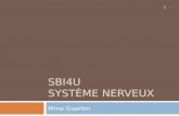 SBI4U SYSTÈME NERVEUX Mme Guertin 1. 1.1 Introduction 2.