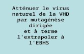 Atténuer le virus naturel de la VHD par mutagénèse dirigée et à terme l'extrapoler à l'EBHS.