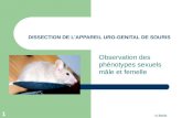 N.Malle 1 DISSECTION DE L'APPAREIL URO-GENITAL DE SOURIS Observation des phénotypes sexuels mâle et femelle.