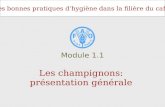 Les bonnes pratiques dhygiène dans la filière du café Les champignons: présentation générale Module 1.1.