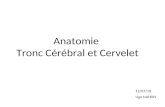 Anatomie Tronc Cérébral et Cervelet 12/07/10 Ugo NAHON.