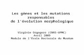 Les gènes et les mutations responsables de l'évolution morphologique Virginie Orgogozo (CNRS-UPMC) Avril 2009 Module de lÉcole Doctorale du Muséum.