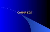 CANNABIS. Une découverte récente : le système cannabinoïde 1964: THC 1990: CB1 1992: Anandamide 1993: CB2.