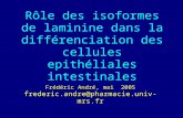 Rôle des isoformes de laminine dans la différenciation des cellules epithéliales intestinales Frédéric André, mai 2005 frederic.andre@pharmacie.univ-mrs.fr.