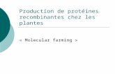 Production de protéines recombinantes chez les plantes « Molecular farming »