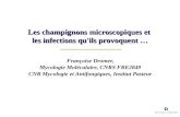Les champignons microscopiques et les infections qu'ils provoquent … Françoise Dromer, Mycologie Moléculaire, CNRS FRE2849 CNR Mycologie et Antifongiques,