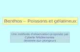 Benthos – Poissons et gélatineux Une méthode dobservation proposée par Cybelle Méditerranée destinée aux plongeurs.