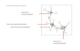 Anatomie de la synapse Neurone présynaptique Neurone postsynaptique Neurone présynaptique Neurone postsynaptique.