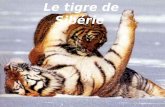 Le tigre de Sibérie Le tigre de Sibérie vit dans une région froide recouverte de neige pendant une grande partie de lannée.