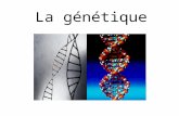 La génétique. Quest-ce que la génétique? La génétique étudie: – lhérédité chez les organismes; – les variations entre les organismes; – la transmission.