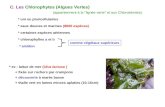 C. Les Chlorophytes (Algues Vertes) * eaux douces et marines (8000 espèces) * chlorophylles a et b * amidon comme végétaux supérieurs (appartiennent à