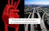 Anatomie et physiologie : le système cardiovasculaire.