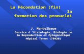 La Fécondation (fin) la formation des pronuclei J. Mandelbaum Service d Histologie, Biologie de la Reproduction et Cytogénétique Hôpital Tenon (75020)