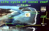 Oceanic dispersion Settlement Colonization Larvae Eggs Reproduction Recruitment Juveniles Adults 150 mm 0.6 mm 33 mm 60 mm Life cycle of coral reef fish.