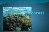 Cest quoi? Des animaux très anciens Les coraux sont des animaux très anciens. Leur apparition date du Précambrien, il y a 900 millions dannées, tout comme.