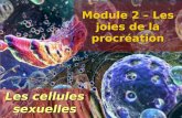 Module 2 – Les joies de la procréation Les cellules sexuelles.