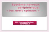 Système nerveux périphérique: « les nerfs spinaux » TP DAnatomie réalisé par: BENFARHI.R BENFARHI.R.