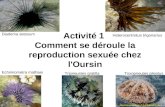Activité 1 Comment se déroule la reproduction sexuée chez l'Oursin Echninometra mathaei Tripneustes gratillaToxopneutes pileolus Diadema setosum Heterocentrotus.