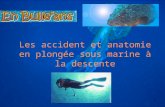 *** Yohann MOITHEY MF2 18681 Les accident et anatomie en plongée sous marine à la descente.